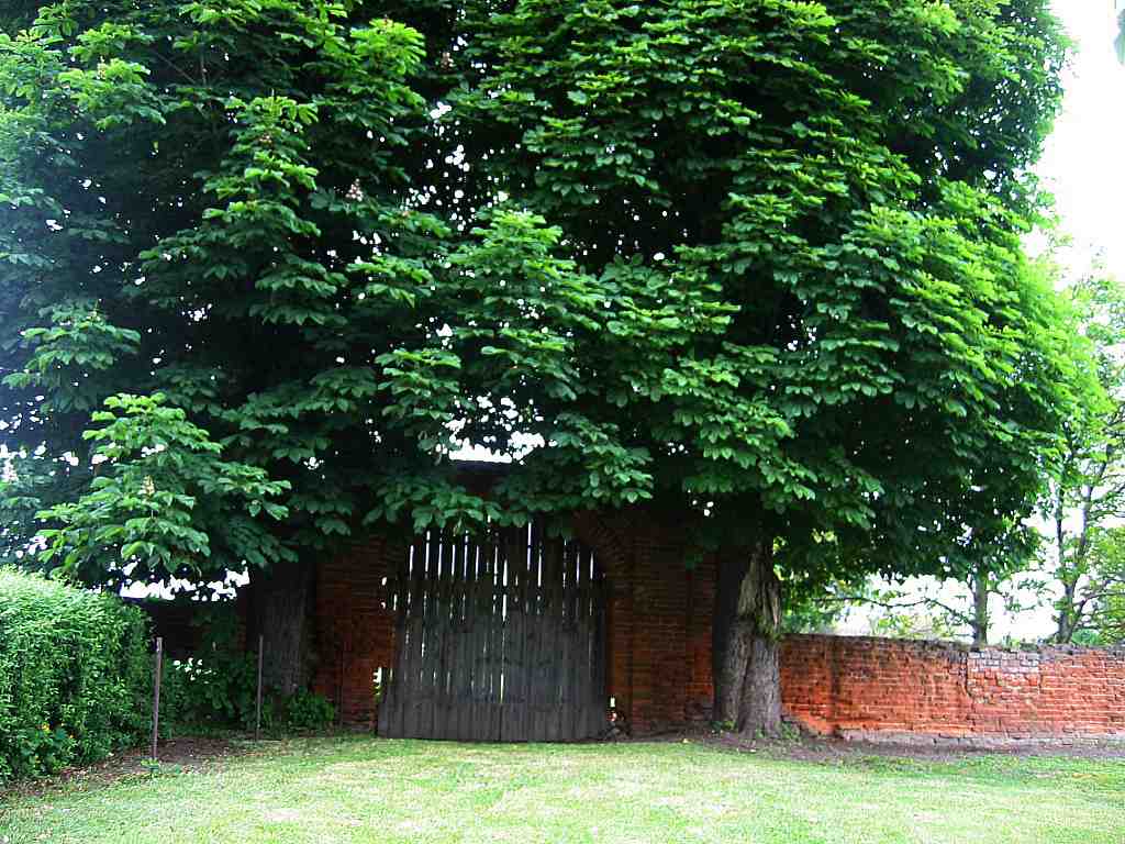 Brama i ogrodzenie dawnego klasztoru OO. Reformatów (fot. H. urawski 2006)